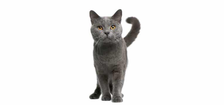 Chartreux-cat-insurance