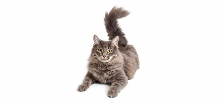 Domestic Medium Hair Cat insurance