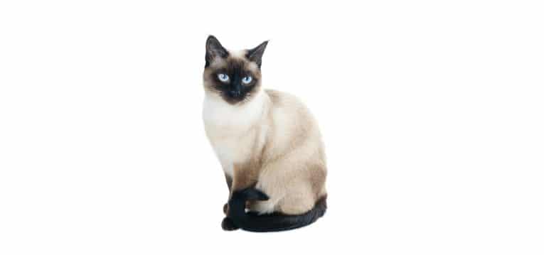 Siamese-Cat-Insurance