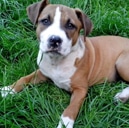 boxer puppy embrace pet insurance