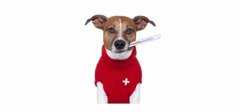 a dog with a red sweater vest with a white cross on the chest. The dog has a thermometer in it's mouth