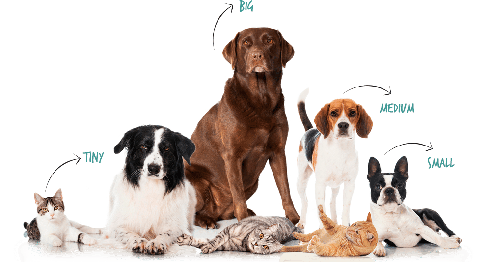 learn about pet medical insurance 