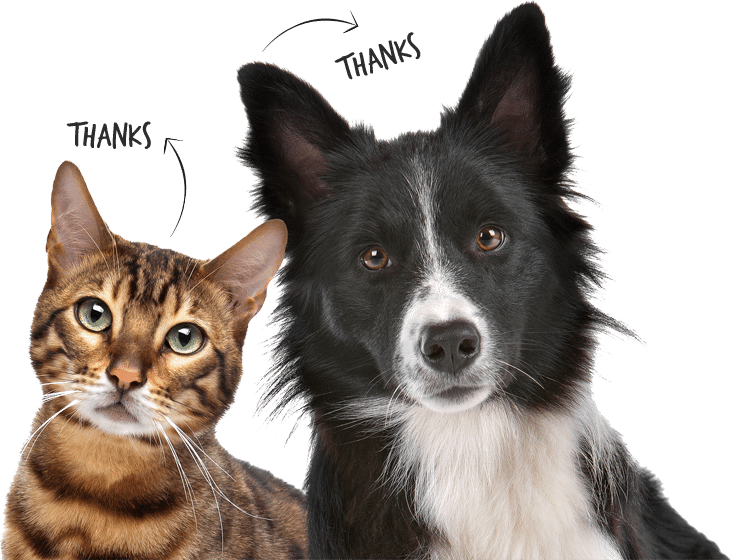 dog and cat insurance 