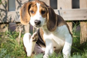 demodicosis in dogs