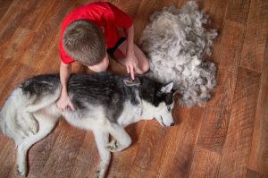 Husky on the floor next to a pile of hair after being brushed
