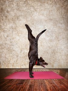 Dog doing a handstand on yoga mat
