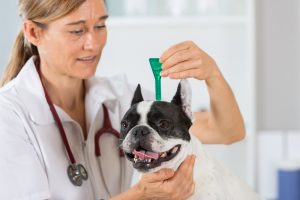vet giving dog flea treatment