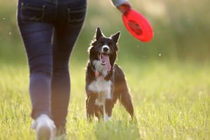 Border Collie and Frisbee