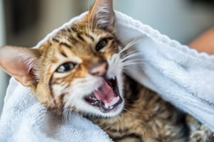 Toyger Cat Meowing