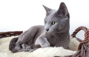 Russian Blue Cat laying on a blanket in a basket