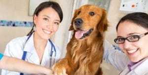 happy golden retriever with two female vets