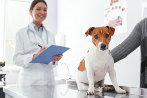 vet examines dog for Cushing's disease in dog