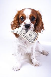 dog eating money