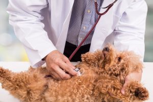 vet examining poodle with gallstones