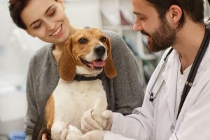 vet checking beagle for arthritis