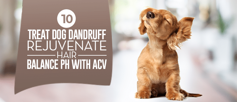 home remedies for dog dandruff