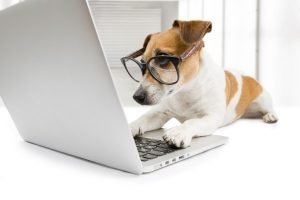 dog with home office