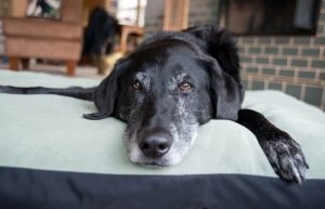 Senior Labrador Retriever with dementia