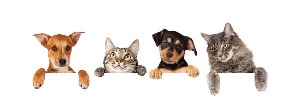 healthy paws vs nationwide pet insurance