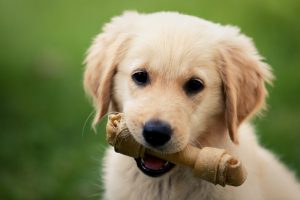 golden retriever puppy with dental insurance chews bone