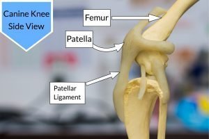 Canine Knee Side View