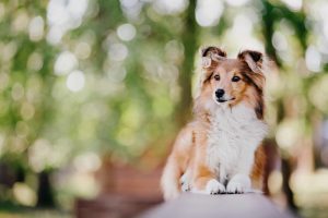 nasal solar dermatitis in dogs