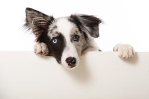 Border Collie with one blue eye and one brown eye
