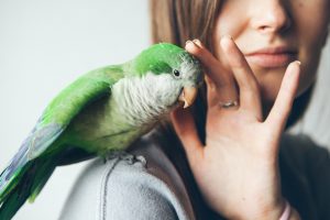 pet insurance for birds