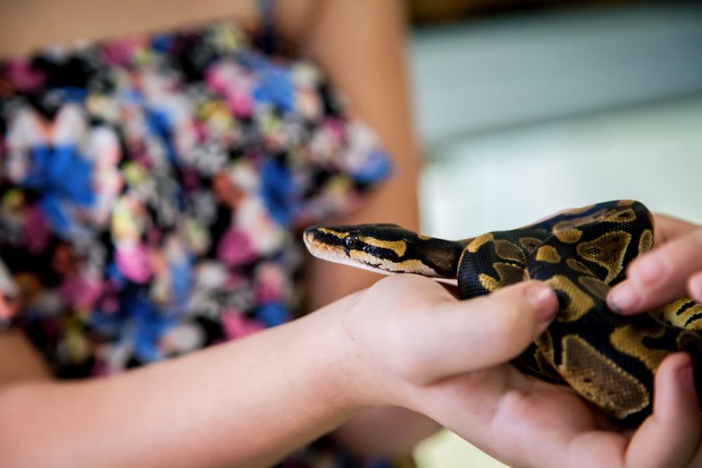 pet insurance for snakes