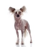Hairless Chinese Crested hypoallergenic dog