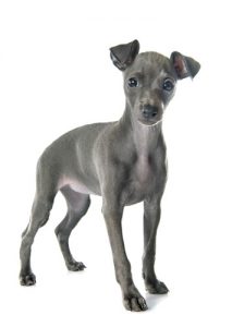 Italian Greyhound hypoallergenic dog