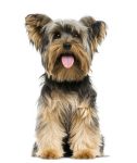 Yorkshire terrier hypoallergenic dog