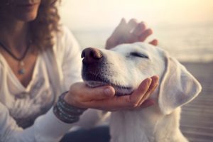 woman pets white Labrador retriever while looking at usaa pet insurance