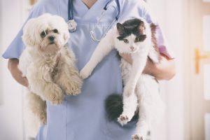 vet holding dog and cat with American Modern Pet Insurance Review