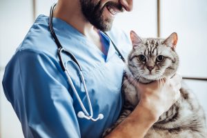 Vet holding cat with PetPartners pet insurance