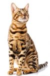 Bengal hypoallergenic cat