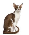 Oriental Shorthair hypoallergenic cat