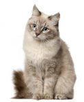 Siberian hypoallergenic cat