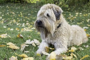 Soft Coated Wheaten Terrier laying in grass