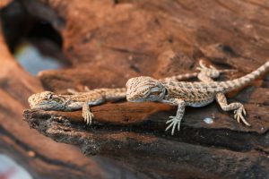 baby bearded dragons sitting on a log in the sun