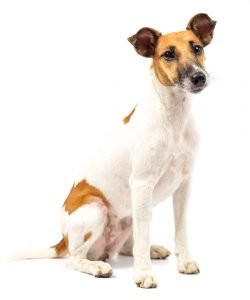 smooth fox terrier pet insurance