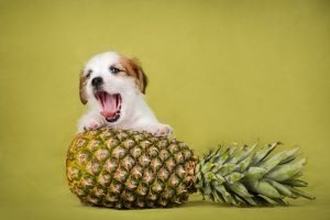 puppy dog eating pineapple
