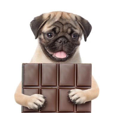 pug holding chocolate bar can dogs eat chocolate