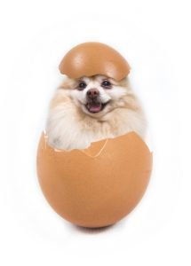 can dogs eat eggs