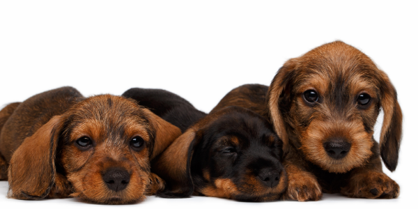 three adorable dachshund puppies laying down